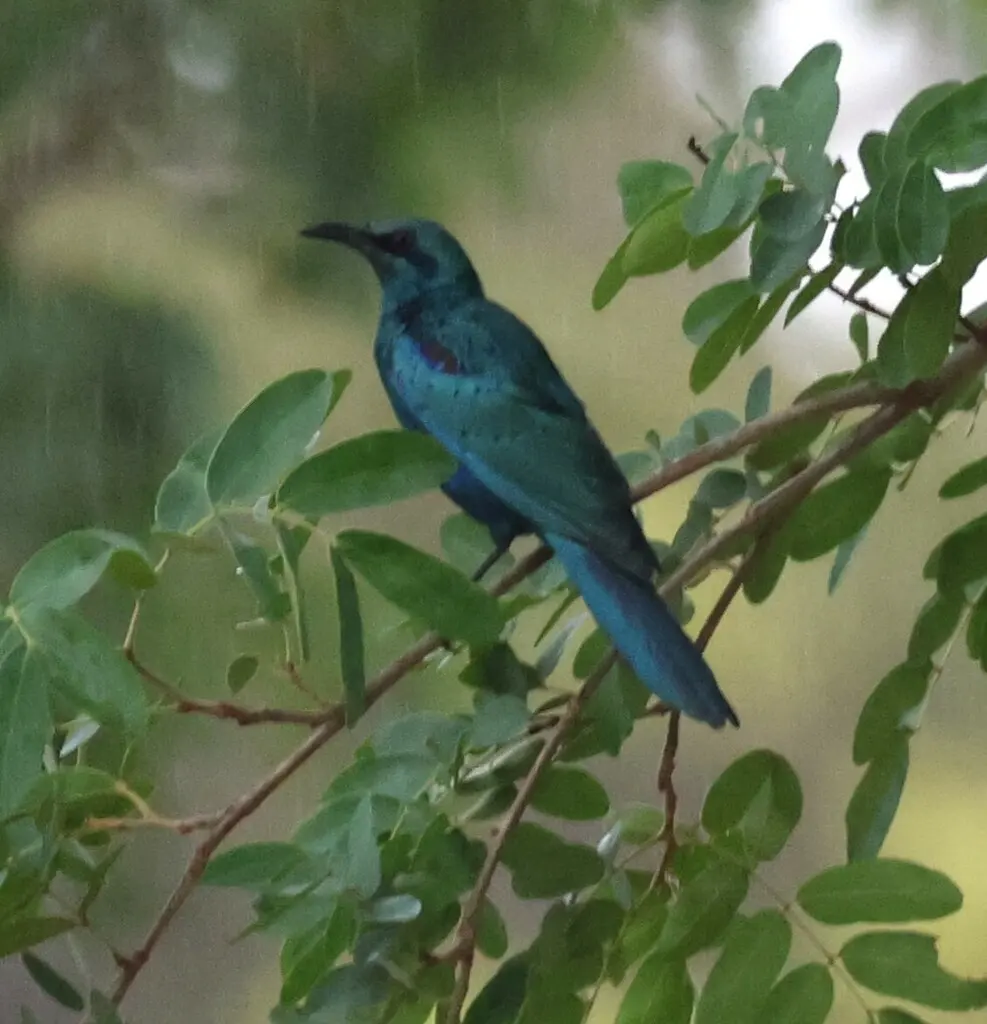 楔尾辉椋鸟(Lamprotornis acuticaudus)