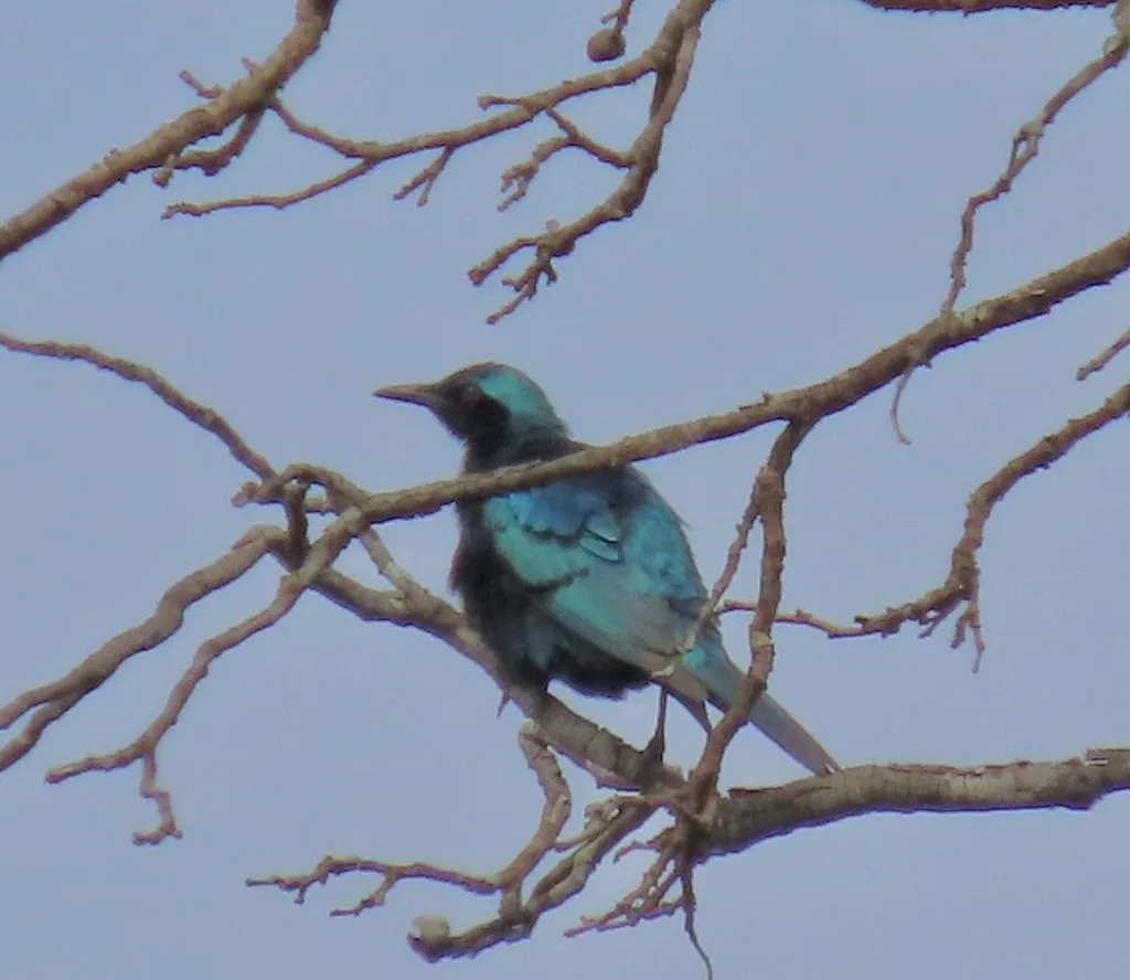 楔尾辉椋鸟(Lamprotornis acuticaudus)