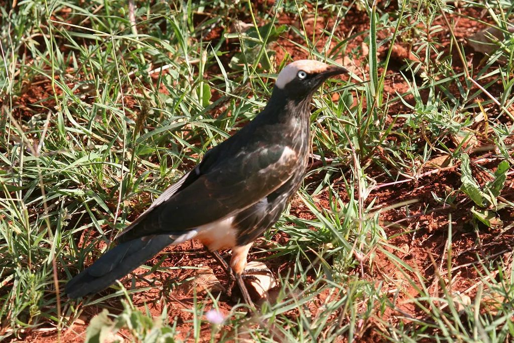 白冠丽椋鸟(Lamprotornis albicapillus)
