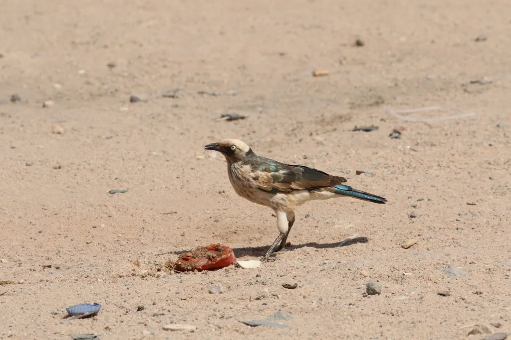 白冠丽椋鸟(Lamprotornis albicapillus)