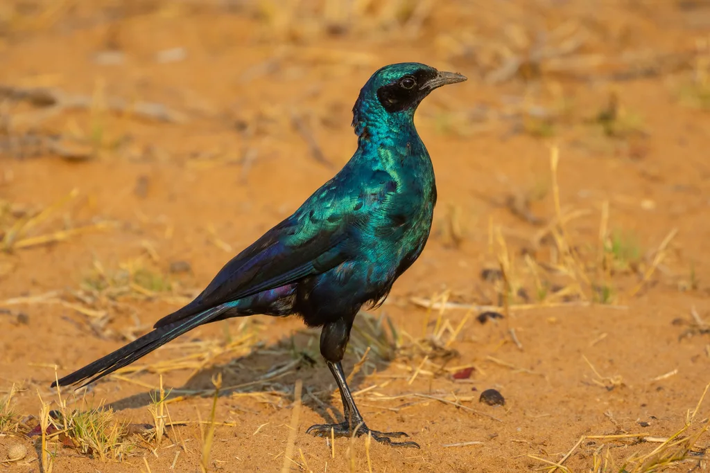 巨辉椋鸟(Lamprotornis australis)