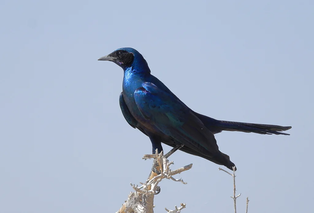 巨辉椋鸟(Lamprotornis australis)