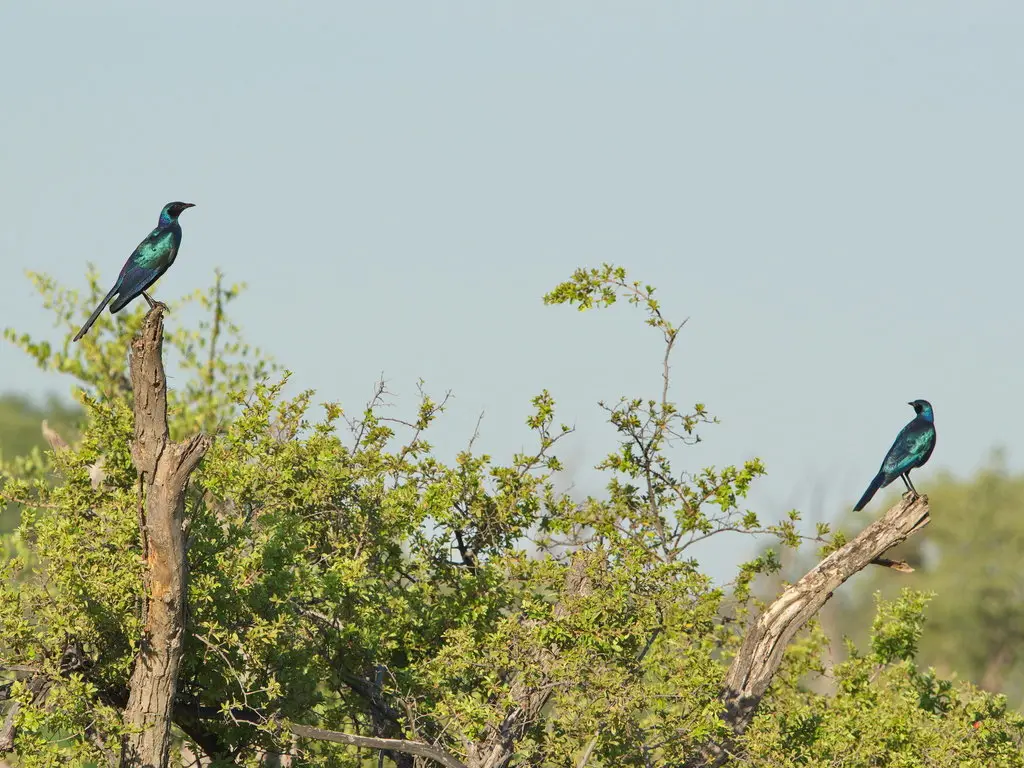 巨辉椋鸟(Lamprotornis australis)
