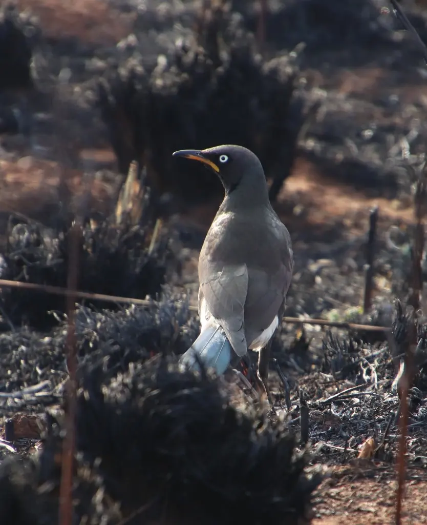 非洲丽椋鸟(Lamprotornis bicolor)