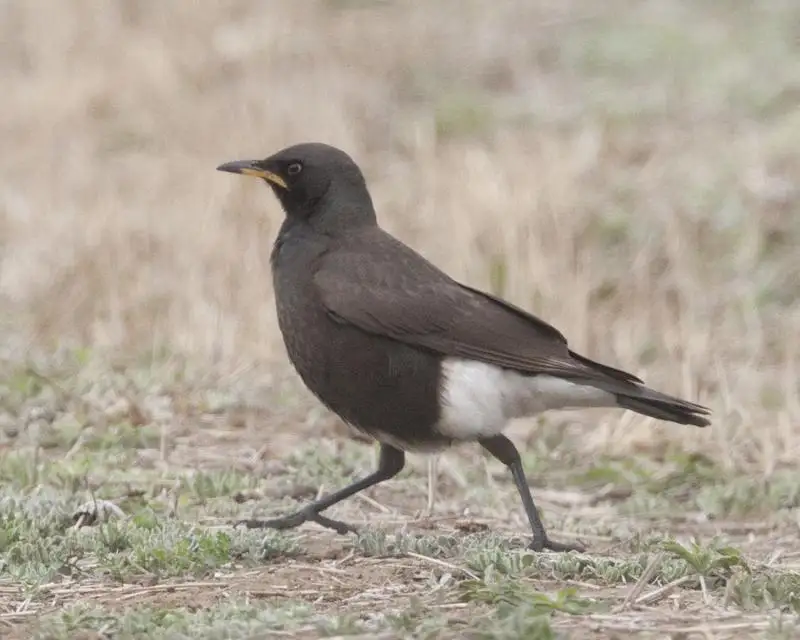 非洲丽椋鸟(Lamprotornis bicolor)