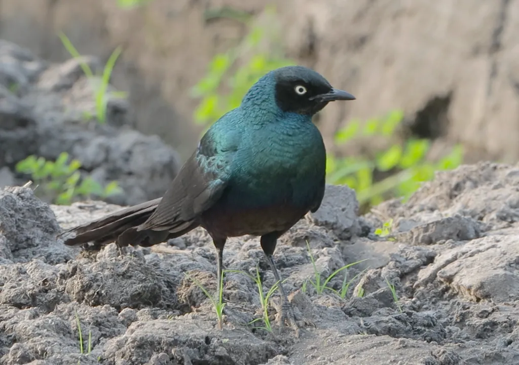 长尾丽椋鸟(Lamprotornis caudatus)