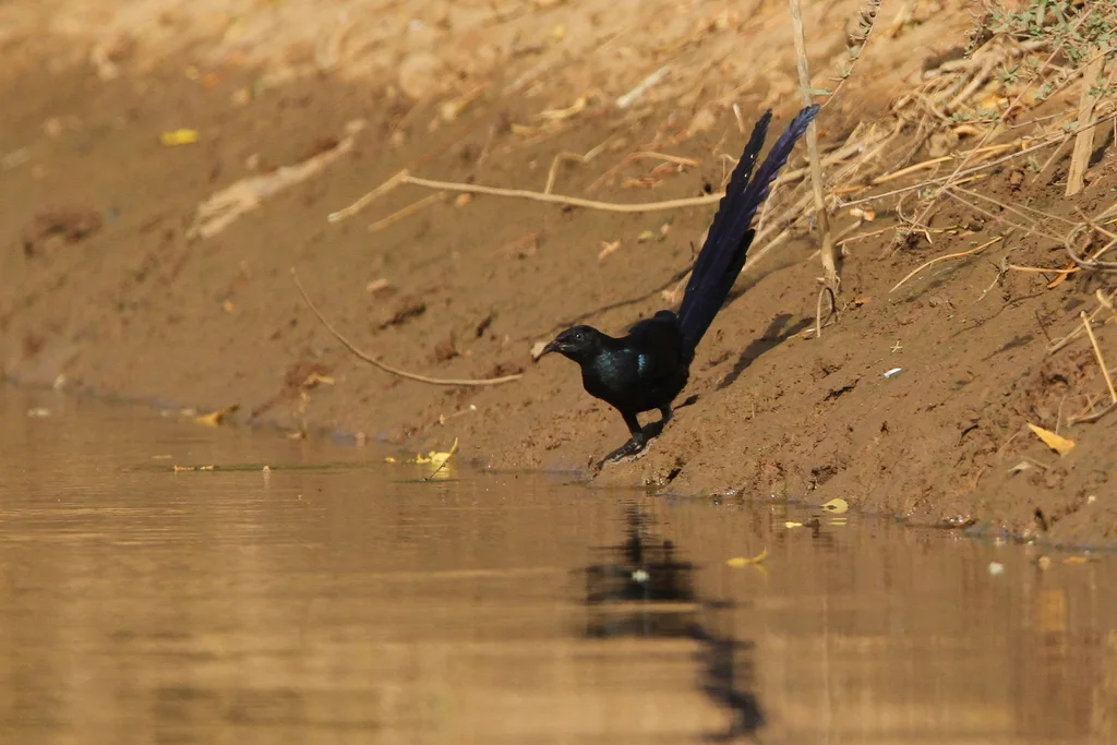 长尾丽椋鸟(Lamprotornis caudatus)