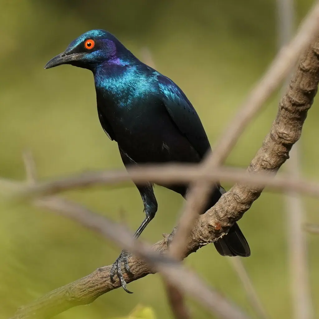 铜绿辉椋鸟(Lamprotornis chalcurus)