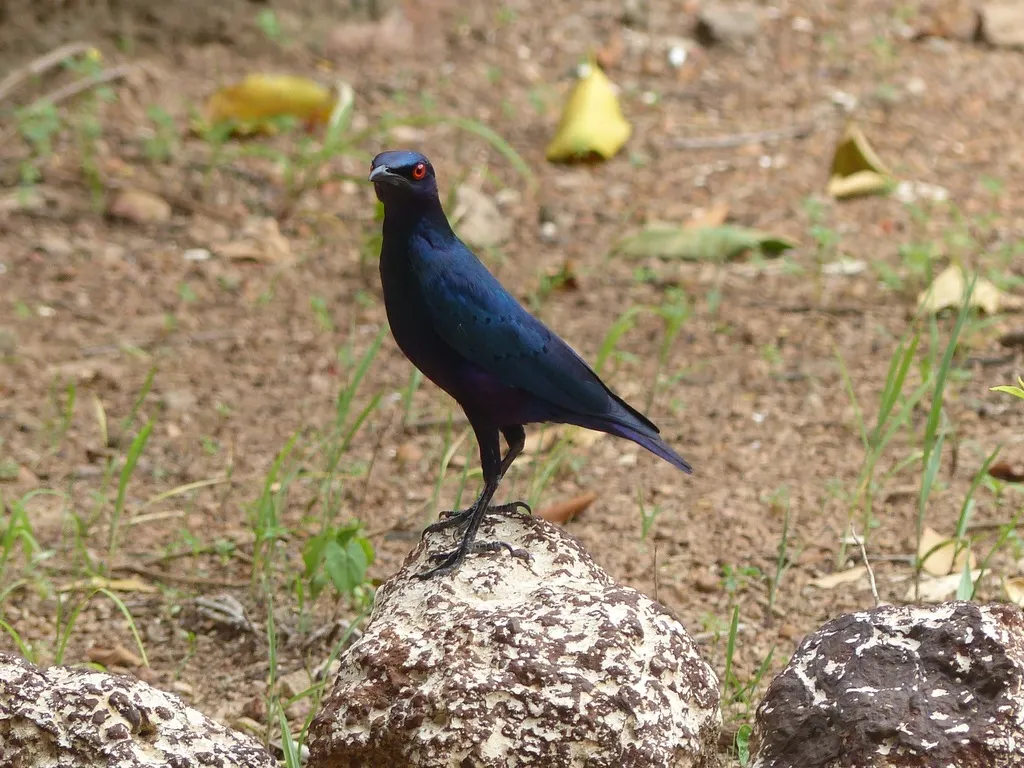 铜绿辉椋鸟(Lamprotornis chalcurus)