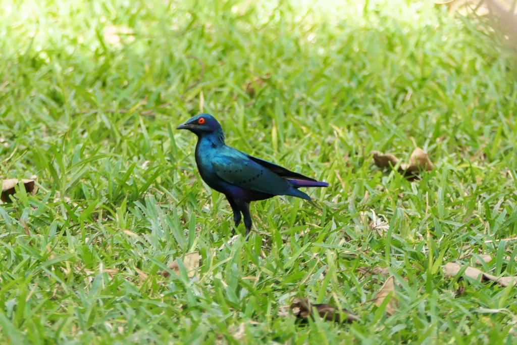 铜绿辉椋鸟(Lamprotornis chalcurus)
