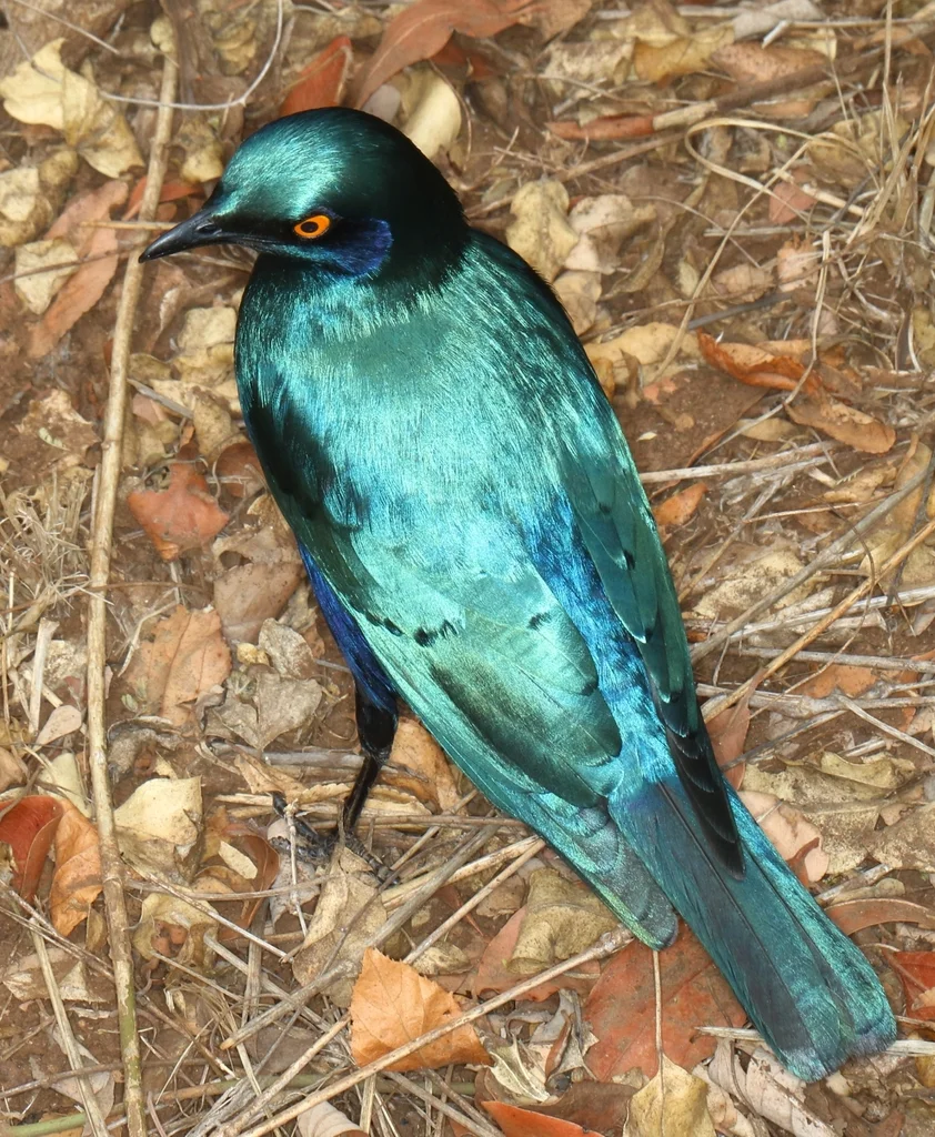 蓝耳丽椋鸟（Lamprotornis chalybaeus）