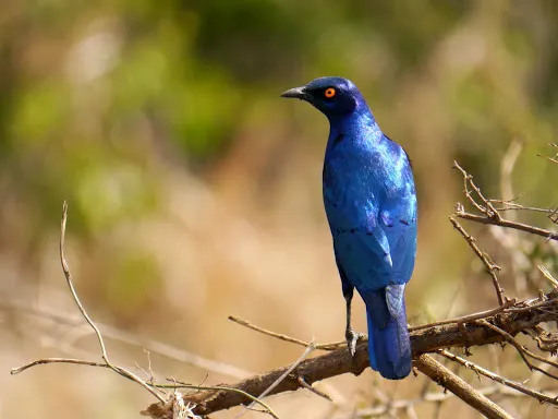 蓝耳丽椋鸟（Lamprotornis chalybaeus）