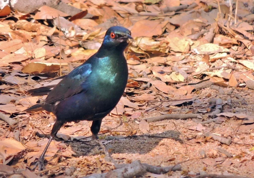 小蓝耳辉椋鸟(Lamprotornis chloropterus)