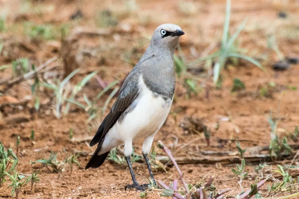 费氏丽椋鸟（Lamprotornis fischeri）