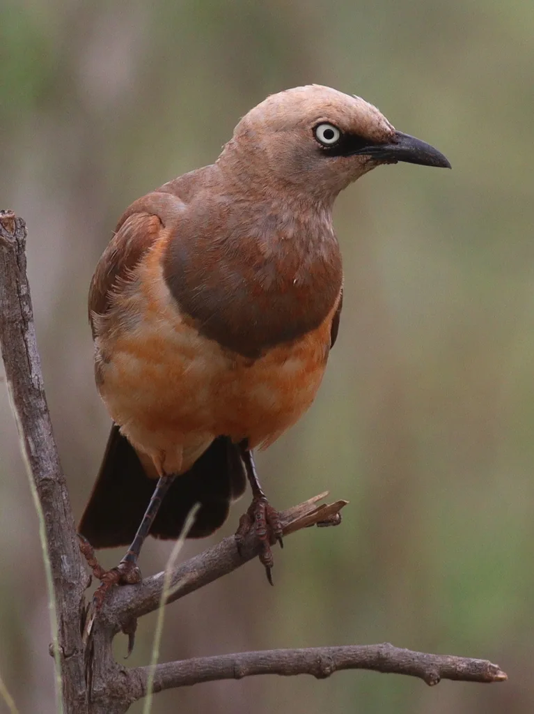 费氏丽椋鸟（Lamprotornis fischeri）