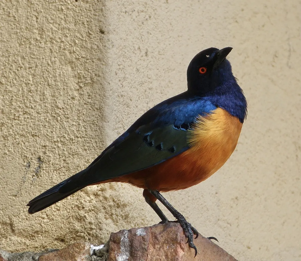 希氏丽椋鸟（Lamprotornis hildebrandti）