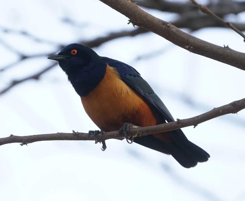 希氏丽椋鸟（Lamprotornis hildebrandti）