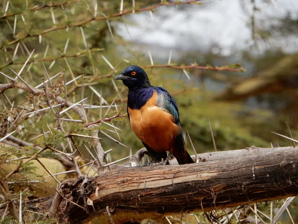 希氏丽椋鸟（Lamprotornis hildebrandti）