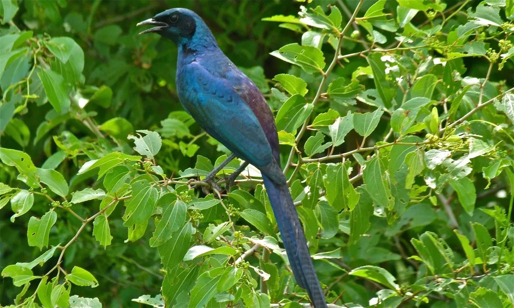 米氏辉椋鸟(Lamprotornis mevesii)