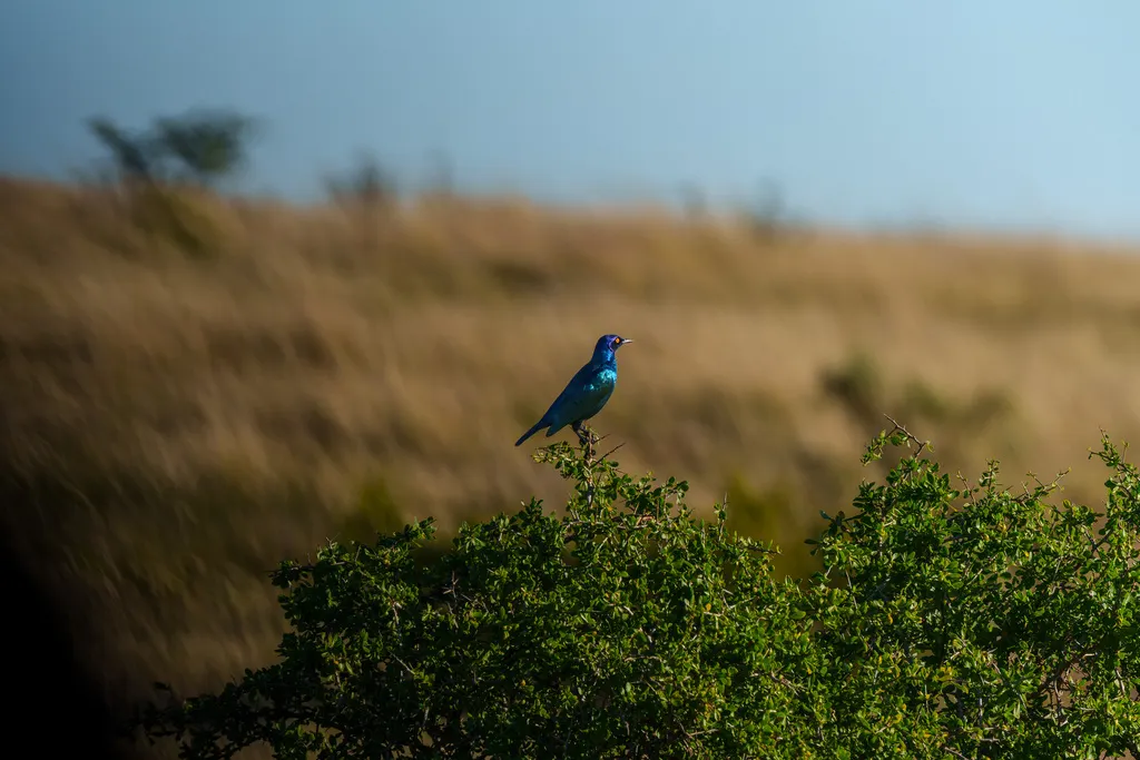 红肩辉椋鸟(Lamprotornis nitens)