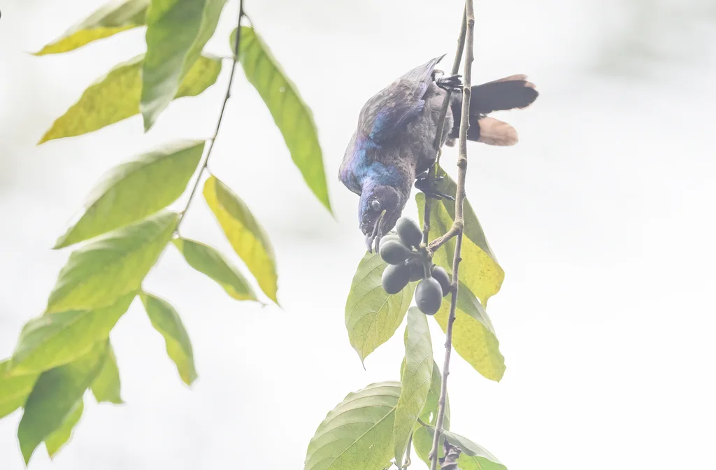 丽辉椋鸟（Lamprotornis ornatus）