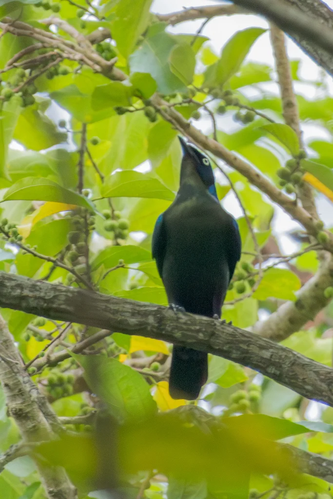 丽辉椋鸟（Lamprotornis ornatus）