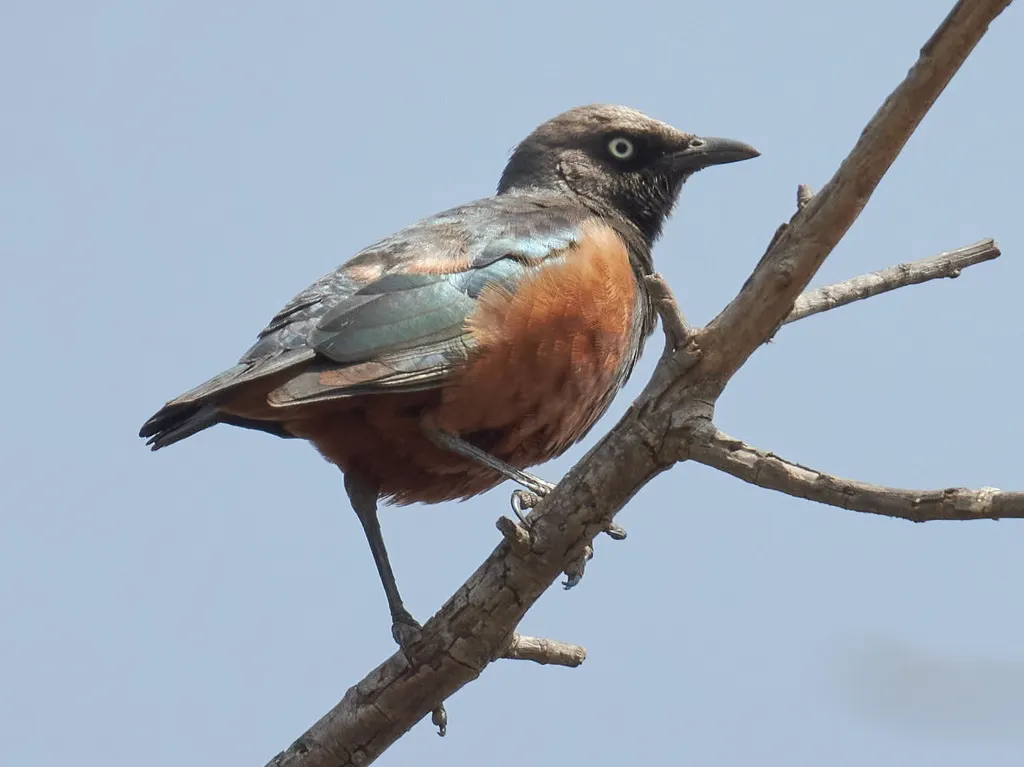 栗腹丽椋鸟(Lamprotornis pulcher)