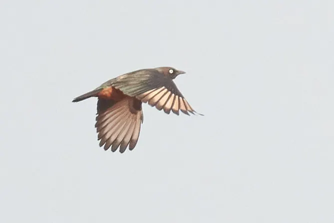 栗腹丽椋鸟(Lamprotornis pulcher)