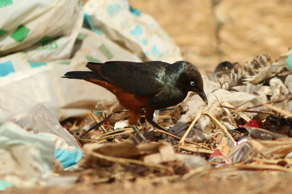 栗腹丽椋鸟(Lamprotornis pulcher)