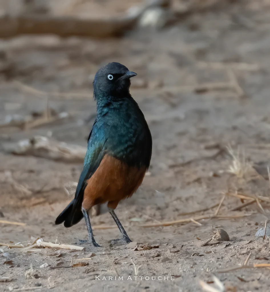栗腹丽椋鸟(Lamprotornis pulcher)