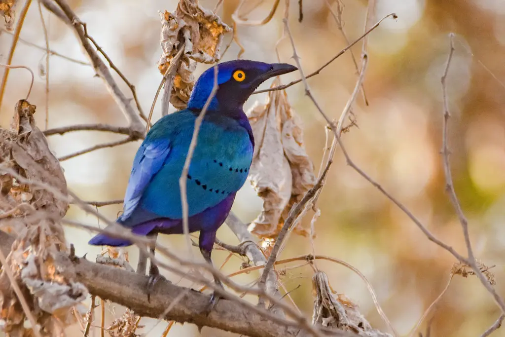 紫辉椋鸟(Lamprotornis purpureus)