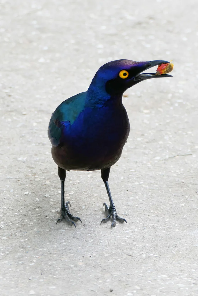 紫辉椋鸟(Lamprotornis purpureus)