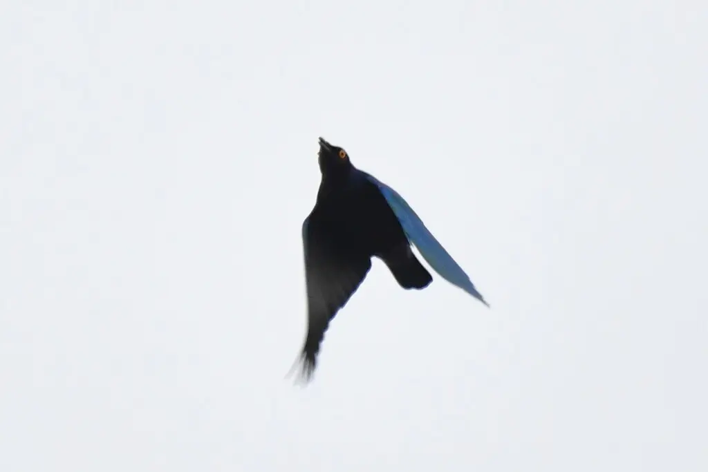 紫辉椋鸟(Lamprotornis purpureus)