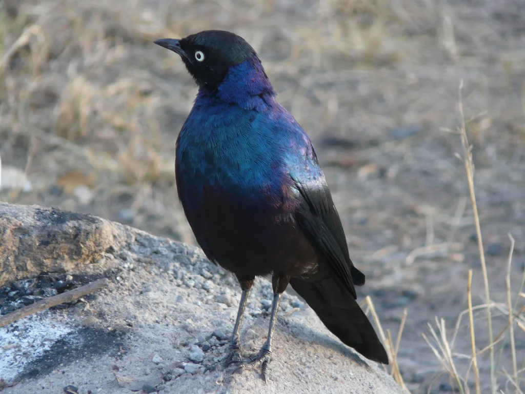 卢氏丽椋鸟(Lamprotornis purpuroptera)