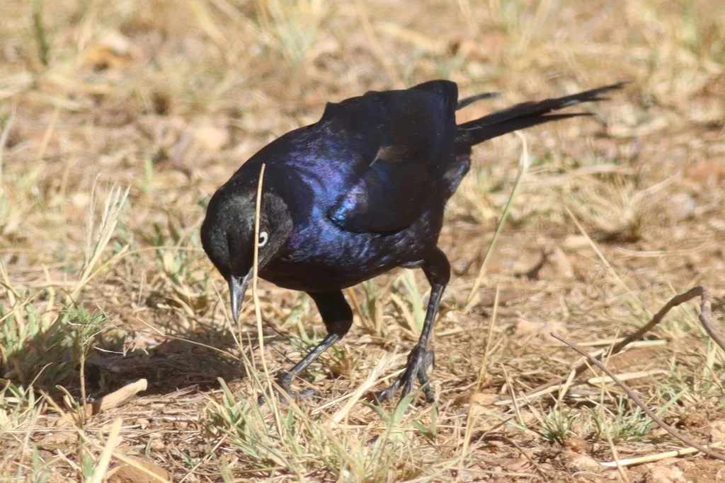 卢氏丽椋鸟(Lamprotornis purpuroptera)