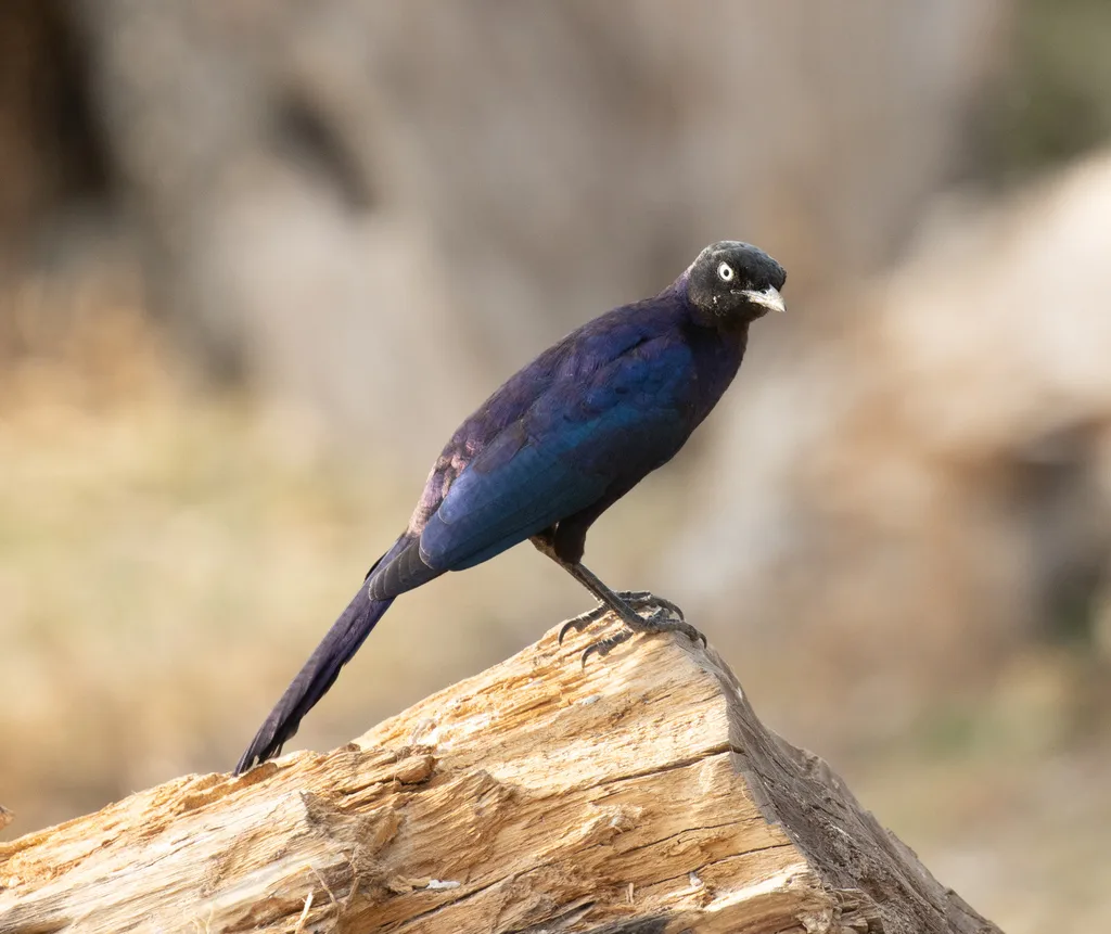 卢氏丽椋鸟(Lamprotornis purpuroptera)