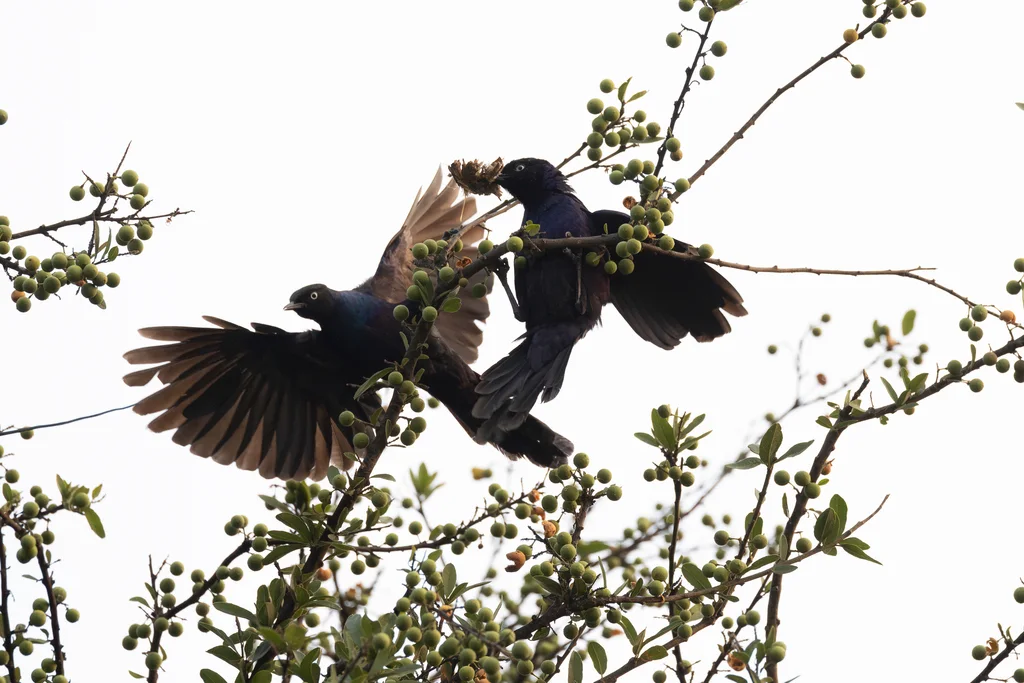 卢氏丽椋鸟(Lamprotornis purpuroptera)