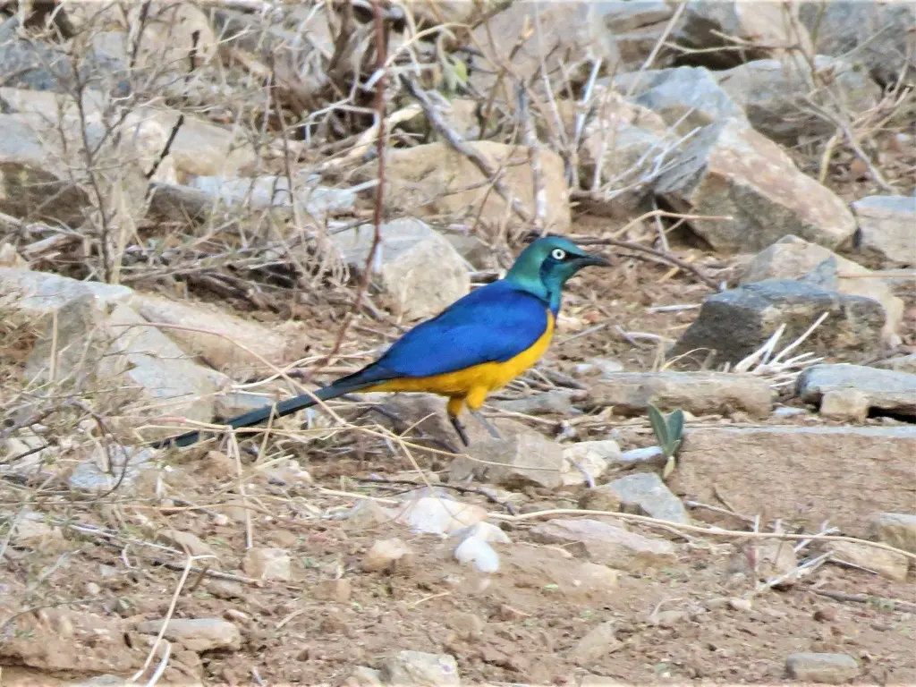 金胸丽椋鸟(Lamprotornis regius)
