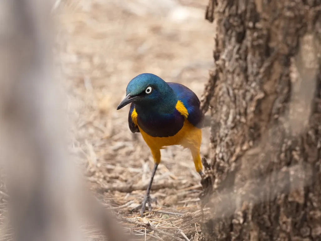 金胸丽椋鸟(Lamprotornis regius)