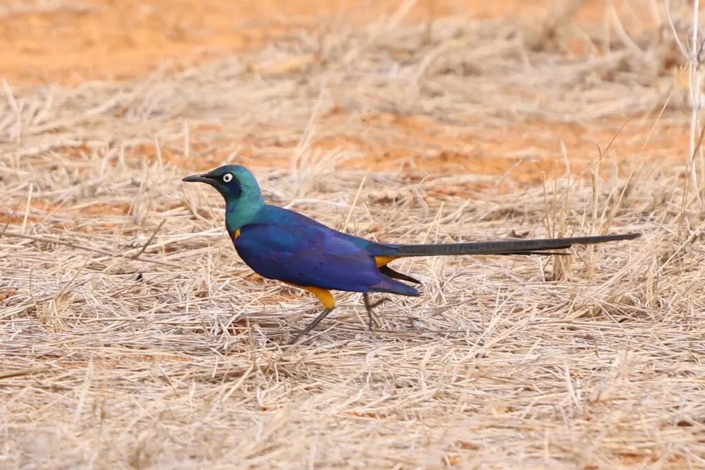 金胸丽椋鸟(Lamprotornis regius)