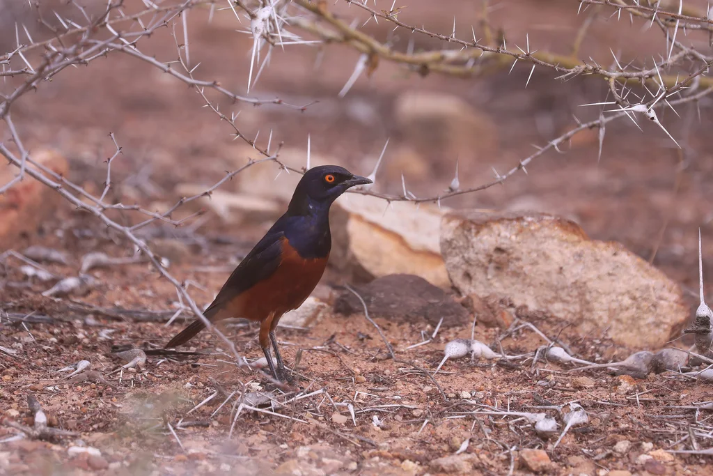 谢氏丽椋鸟（Lamprotornis shelleyi）