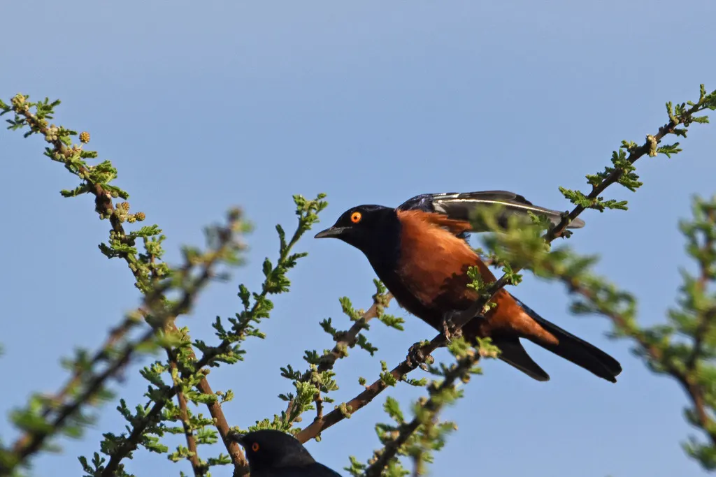 谢氏丽椋鸟（Lamprotornis shelleyi）