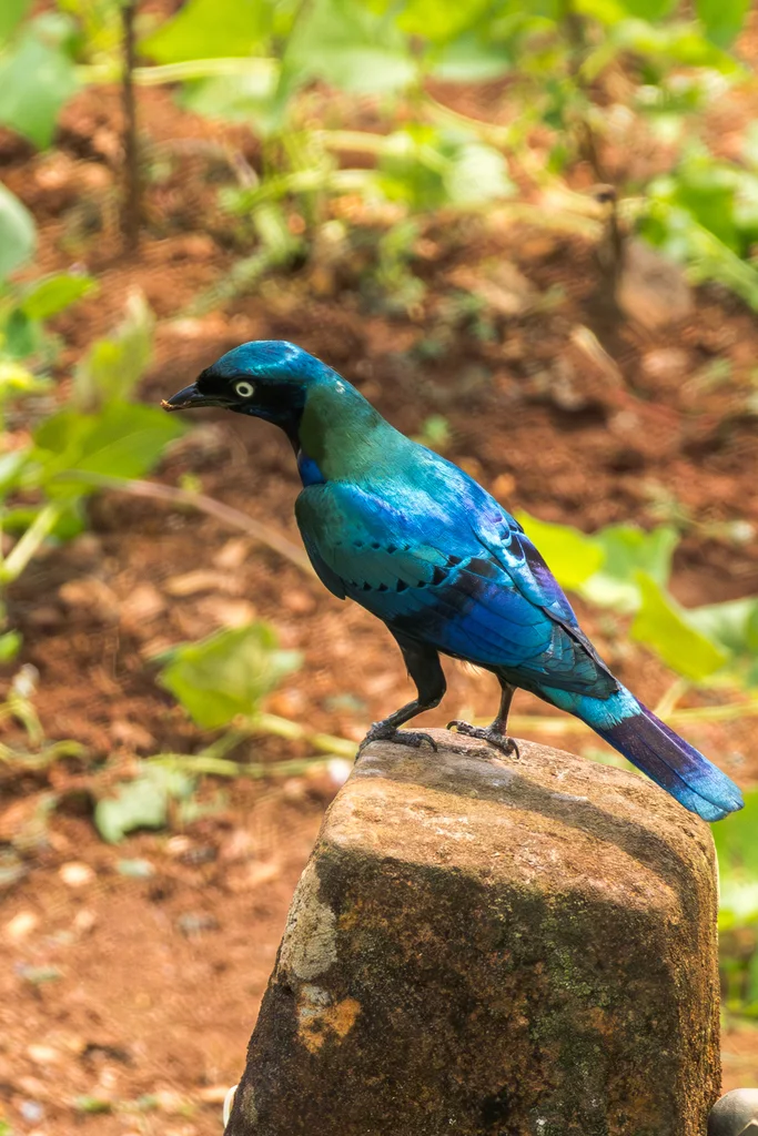 彩辉椋鸟(Lamprotornis splendidus)