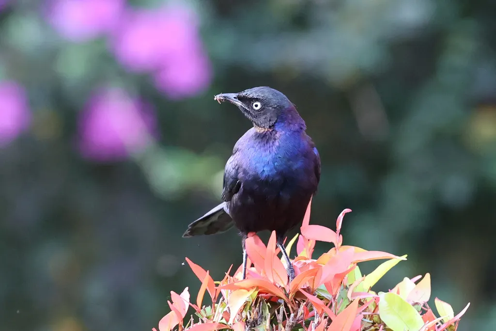 彩辉椋鸟(Lamprotornis splendidus)