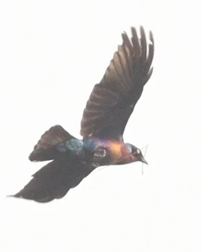 彩辉椋鸟(Lamprotornis splendidus)
