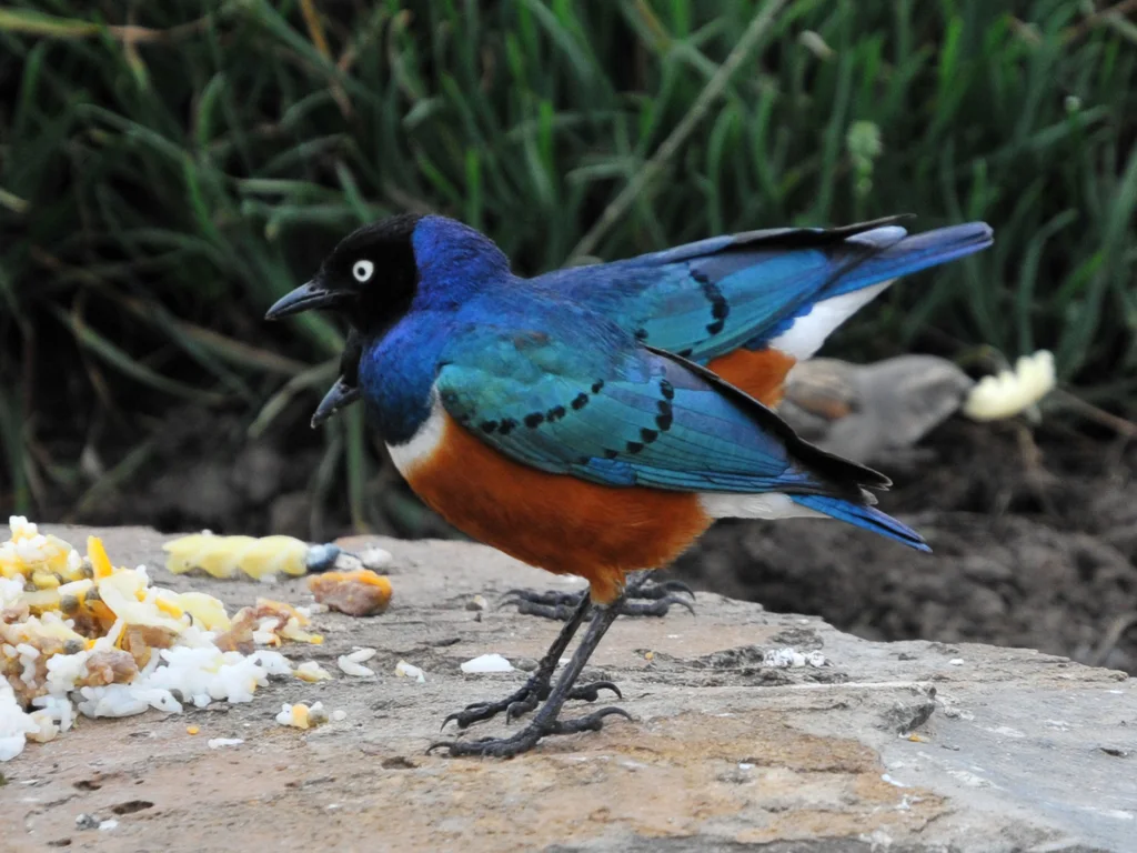 栗头丽椋鸟(Lamprotornis superbus)