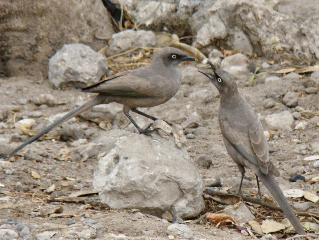 灰丽椋鸟（Lamprotornis unicolor）