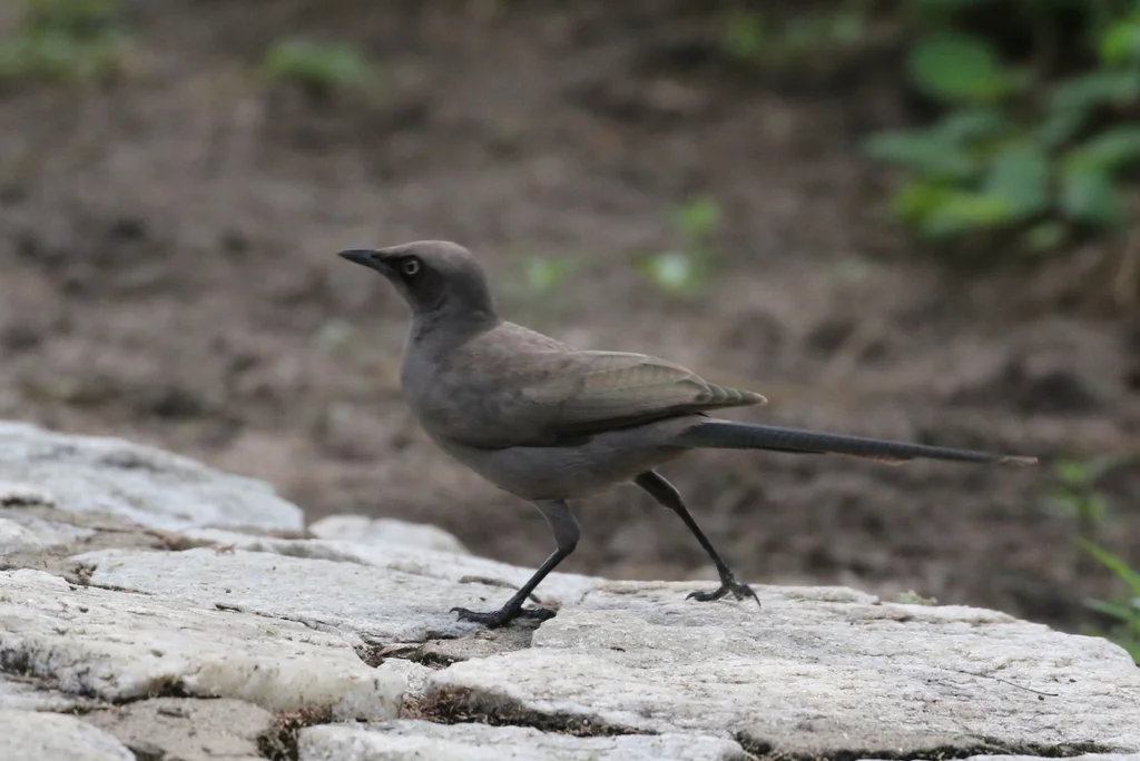 灰丽椋鸟（Lamprotornis unicolor）