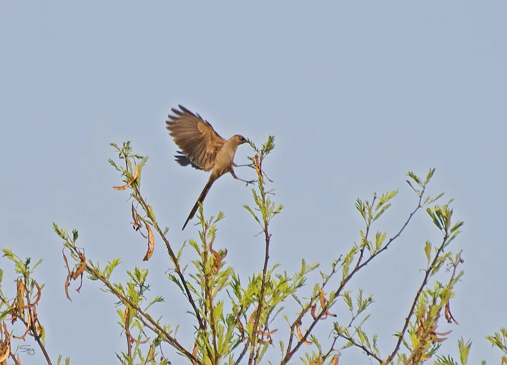 灰丽椋鸟（Lamprotornis unicolor）