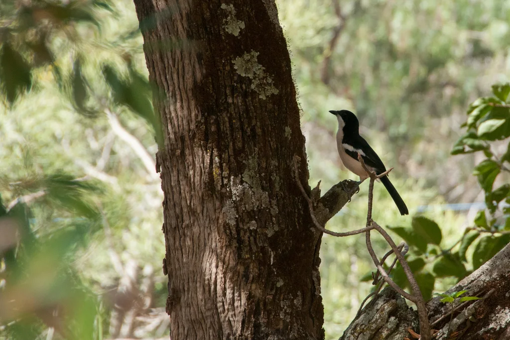 埃塞黑鵙(Laniarius aethiopicus)